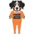 Mugshot prison clothes dog Bernese Mountain Dog